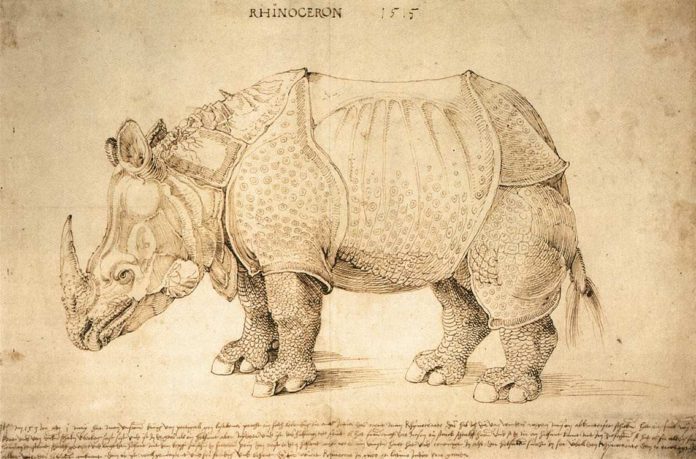 动物素描画_犀牛_rhinoceros-阿尔布雷希特·丢勒