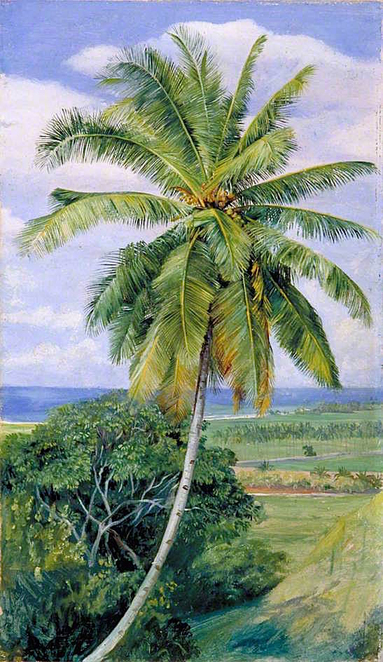 椰子树的研究_study of cocoanut palm-玛丽安娜·诺斯